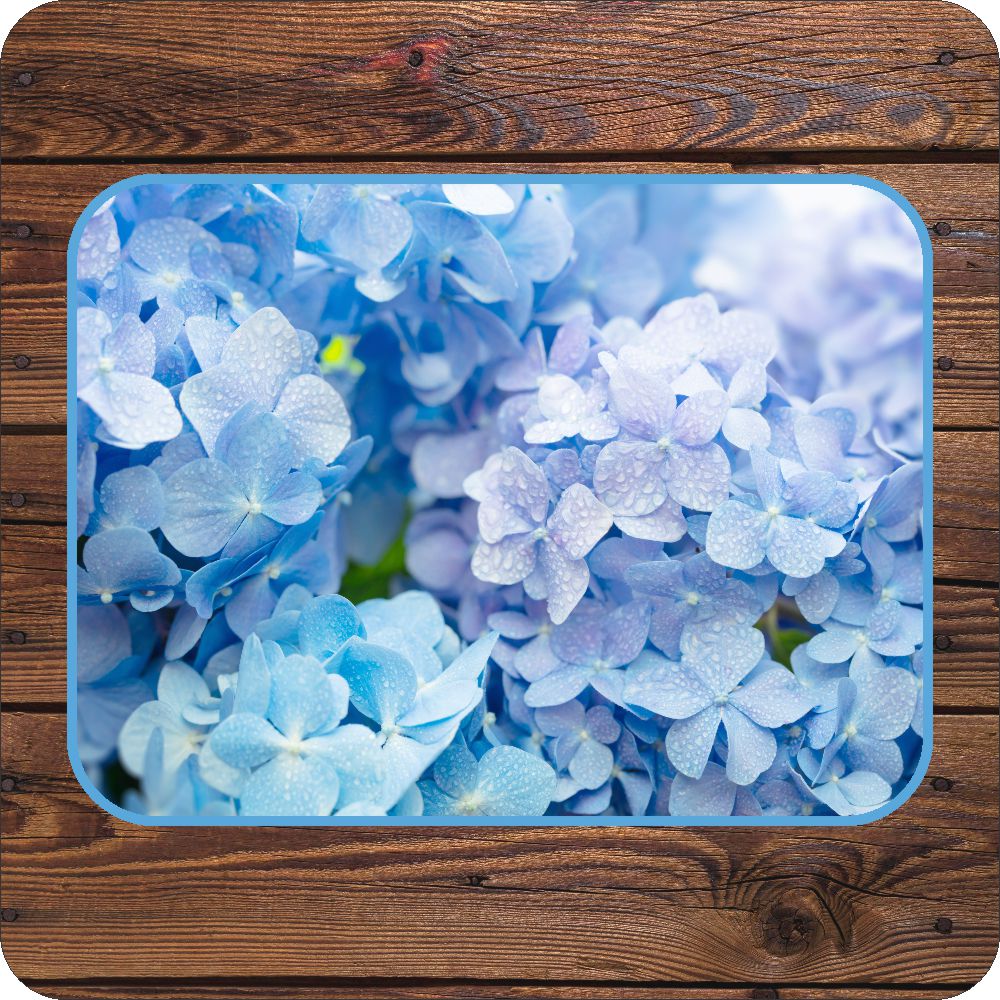 Hydrangea Placemats