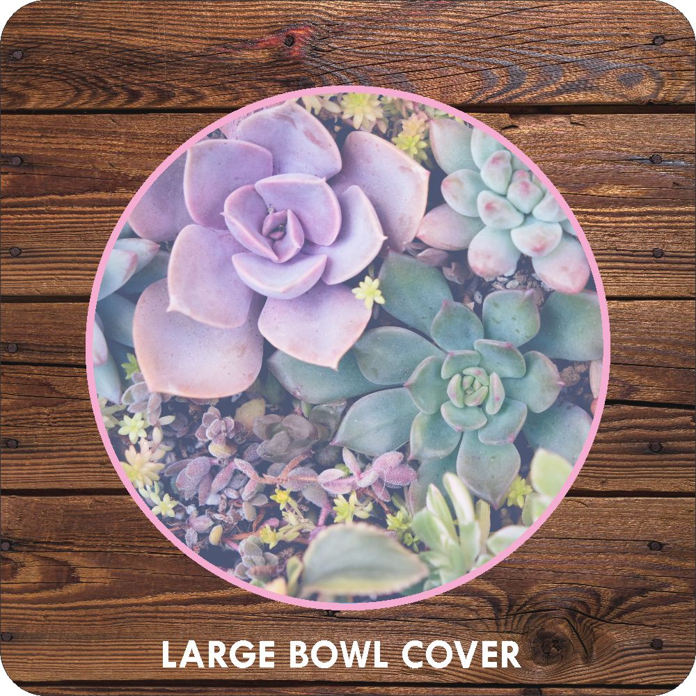 Succulents Bowl Covers